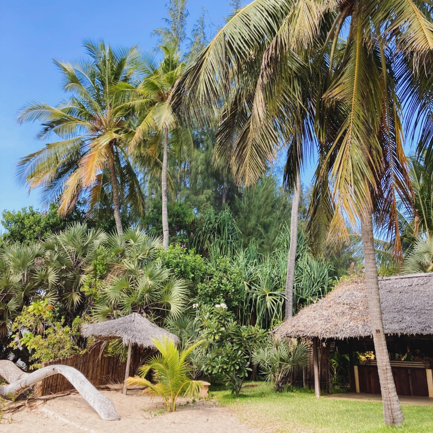 Just when you think you&rsquo;ve seen all &hellip; The Lamu Archipel keeps surprising. Even after nearly 20 years there are still so many hidden gems to discover. So much diversity. #lamuisland #visitlamu #visitkenya #lamukenya #islandhopping #island