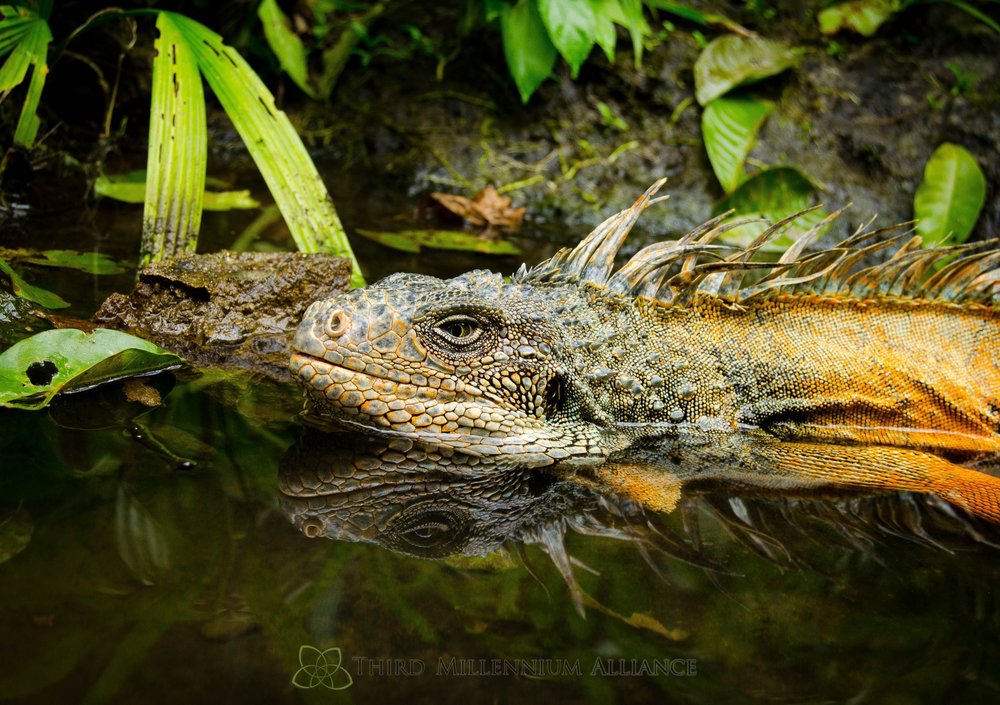 Iguana iguana.jpg