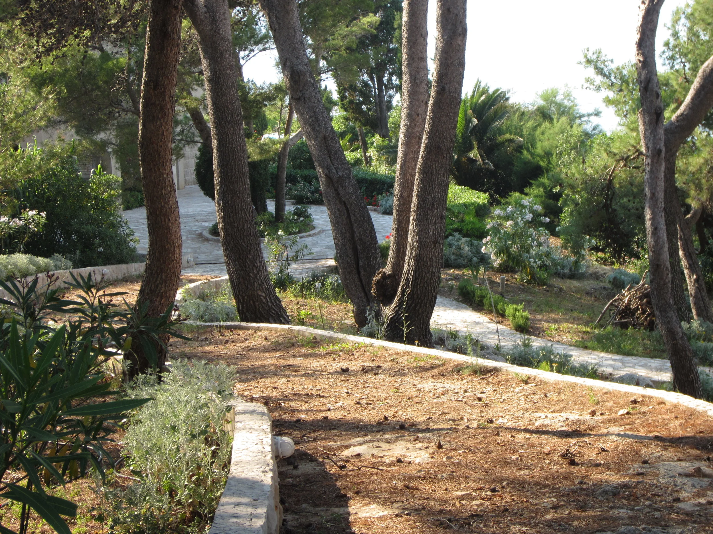 Path towards the house with pine trees.JPG