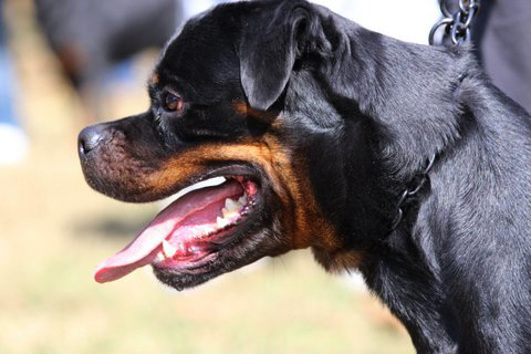 rottweilers