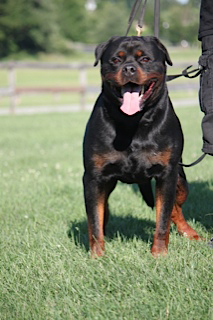 Rottweiler New York