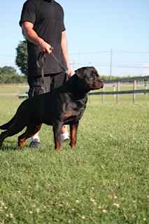 German Rottweilers New York