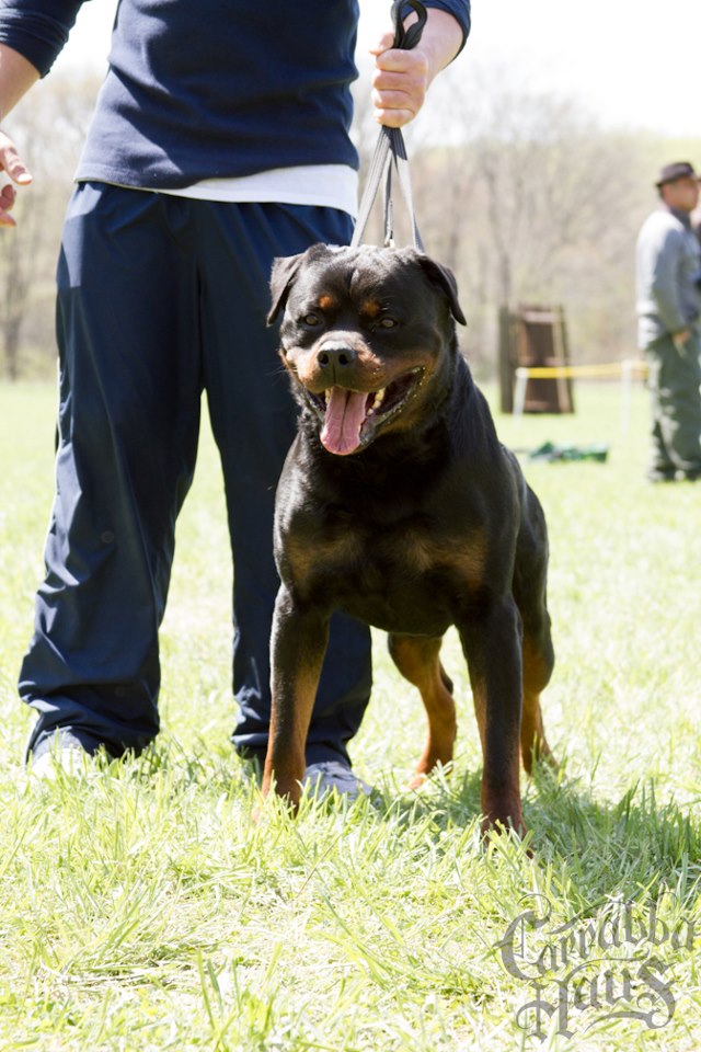 Rottweiler puppies for sale New York