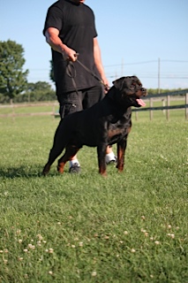 Purebred German Rottweiler New York