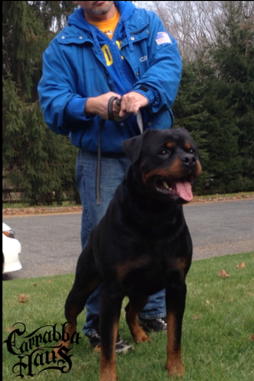 German Rottweiler Puppies New York