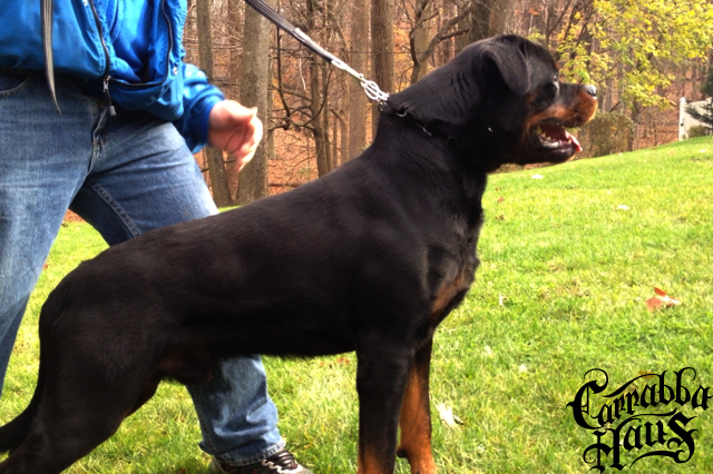 Rottweiler dog breeder New York