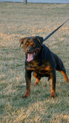 rottweiler puppy New York