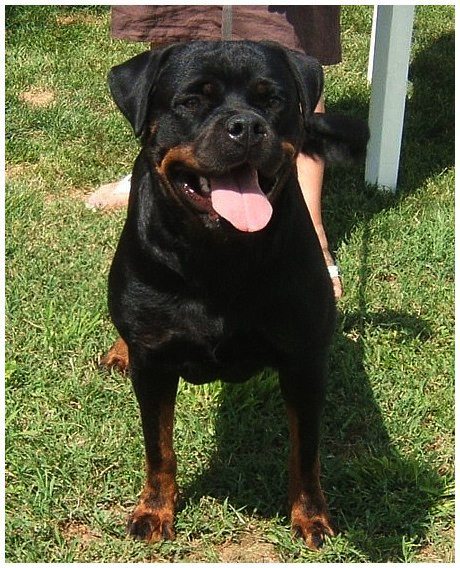 German Rottweiler Puppies New Jersey