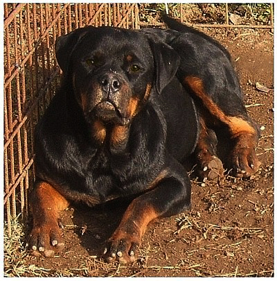 German Rottweilers New Jersey