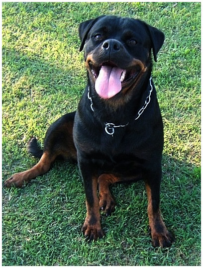 Purebred German Rottweiler New Jersey