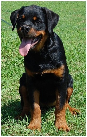 Rottweiler dog breeder New Jersey