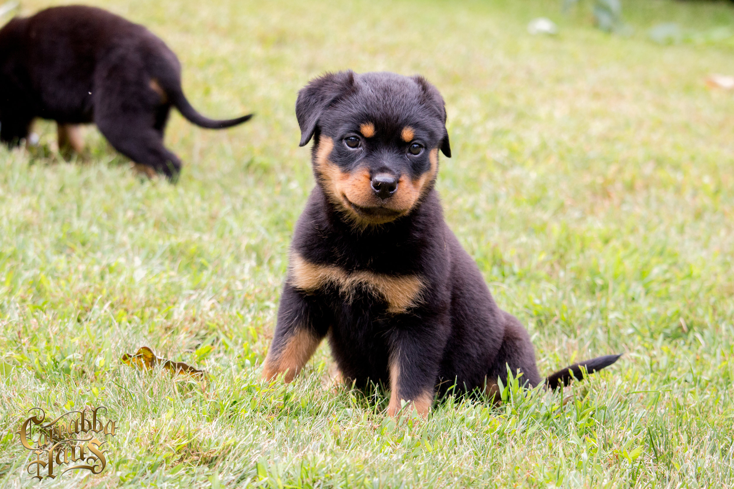 rottweiler puppies for sale in