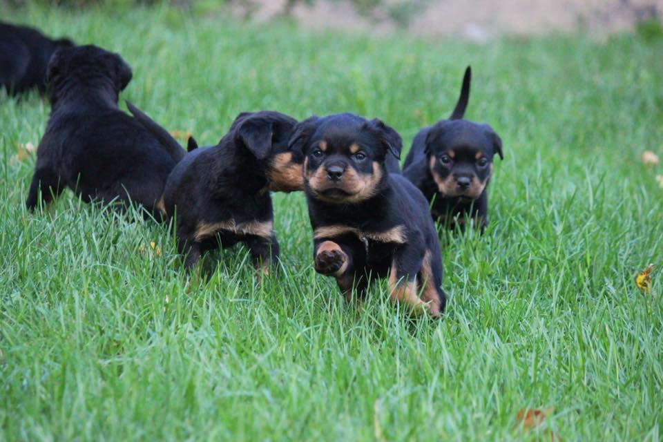 Carrabba Haus German Rottweiler Puppies for Sale