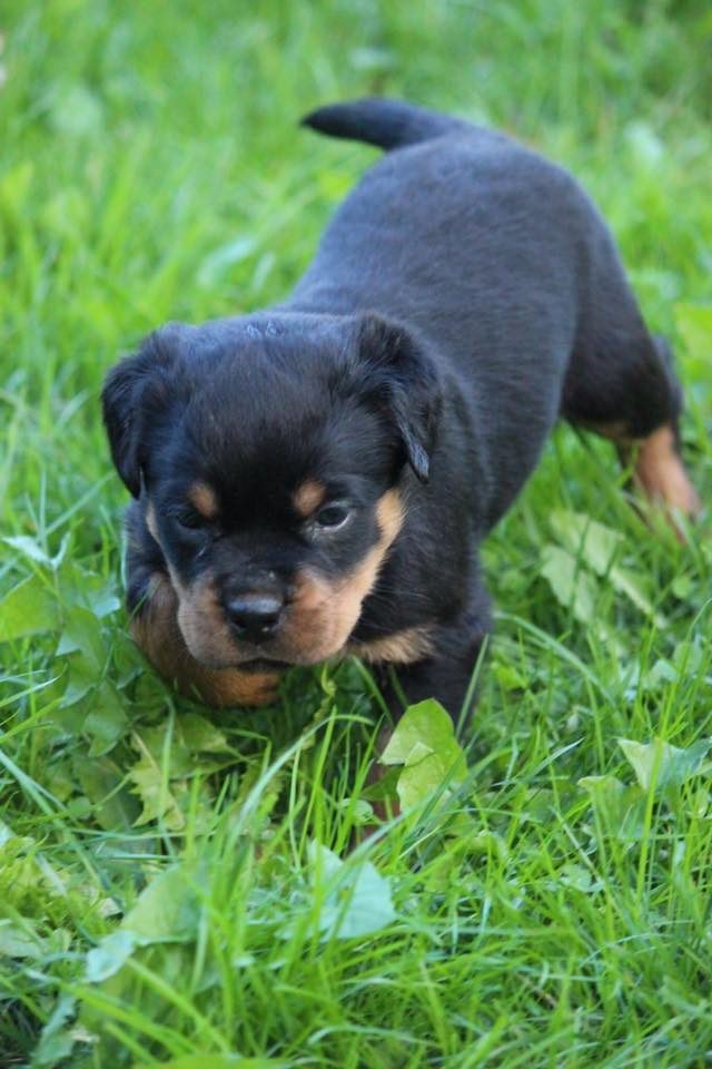 Carrabba Haus Rottweiler Puppies for Sale