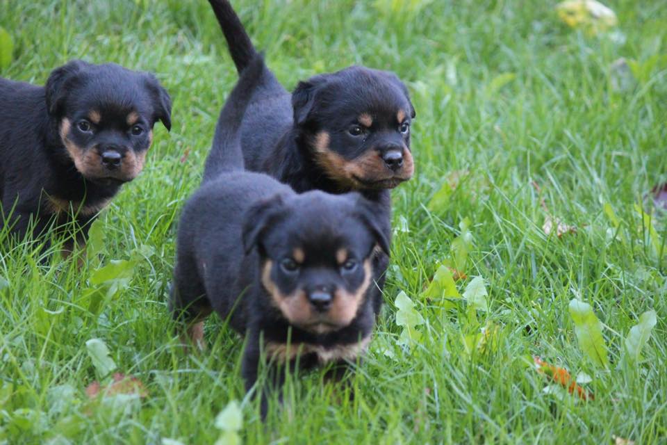 Carrabba Haus German Rottweiler Puppies for Sale