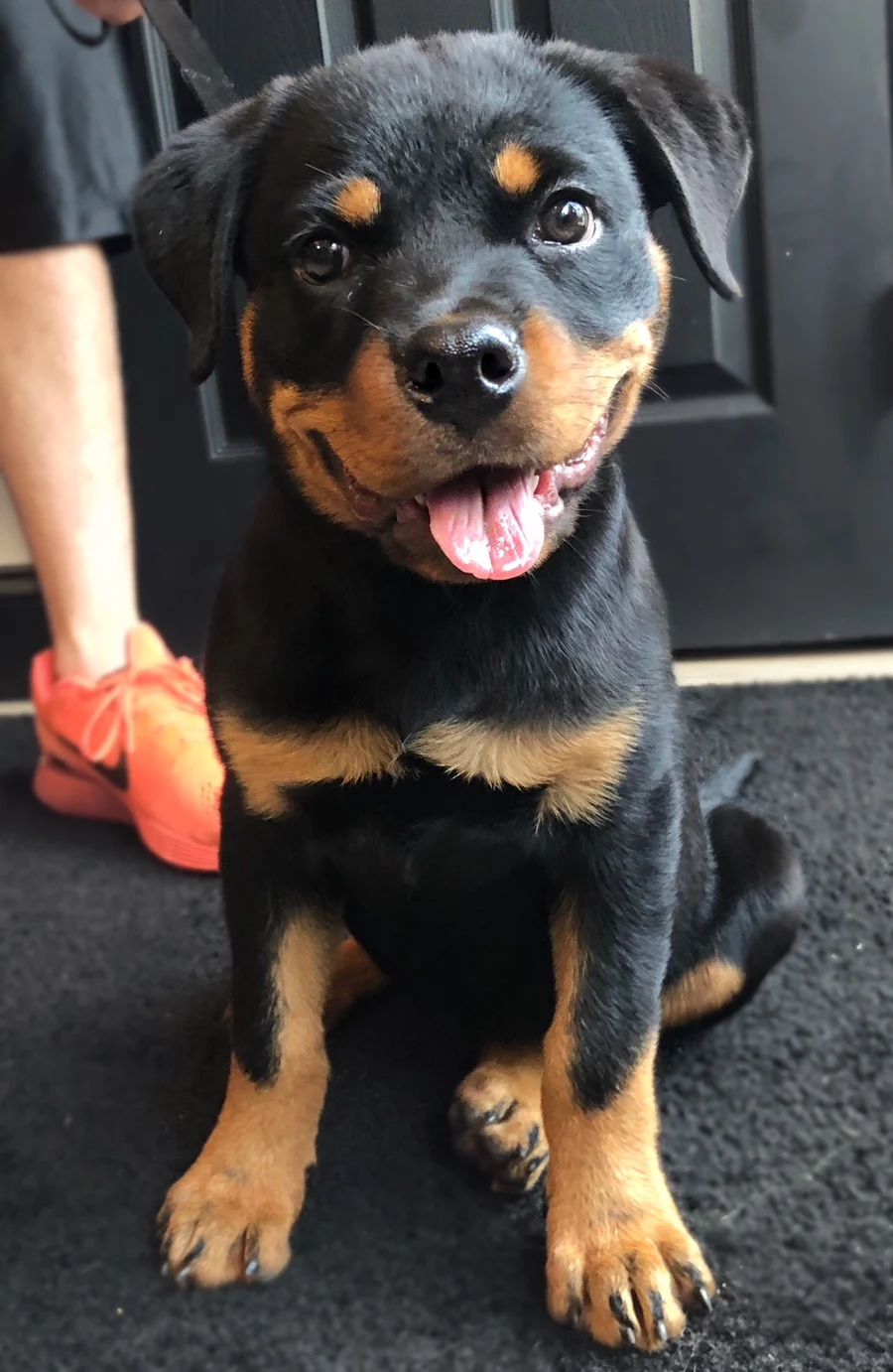 Baby German Rottweiler Online Baby German Rottweiler Online