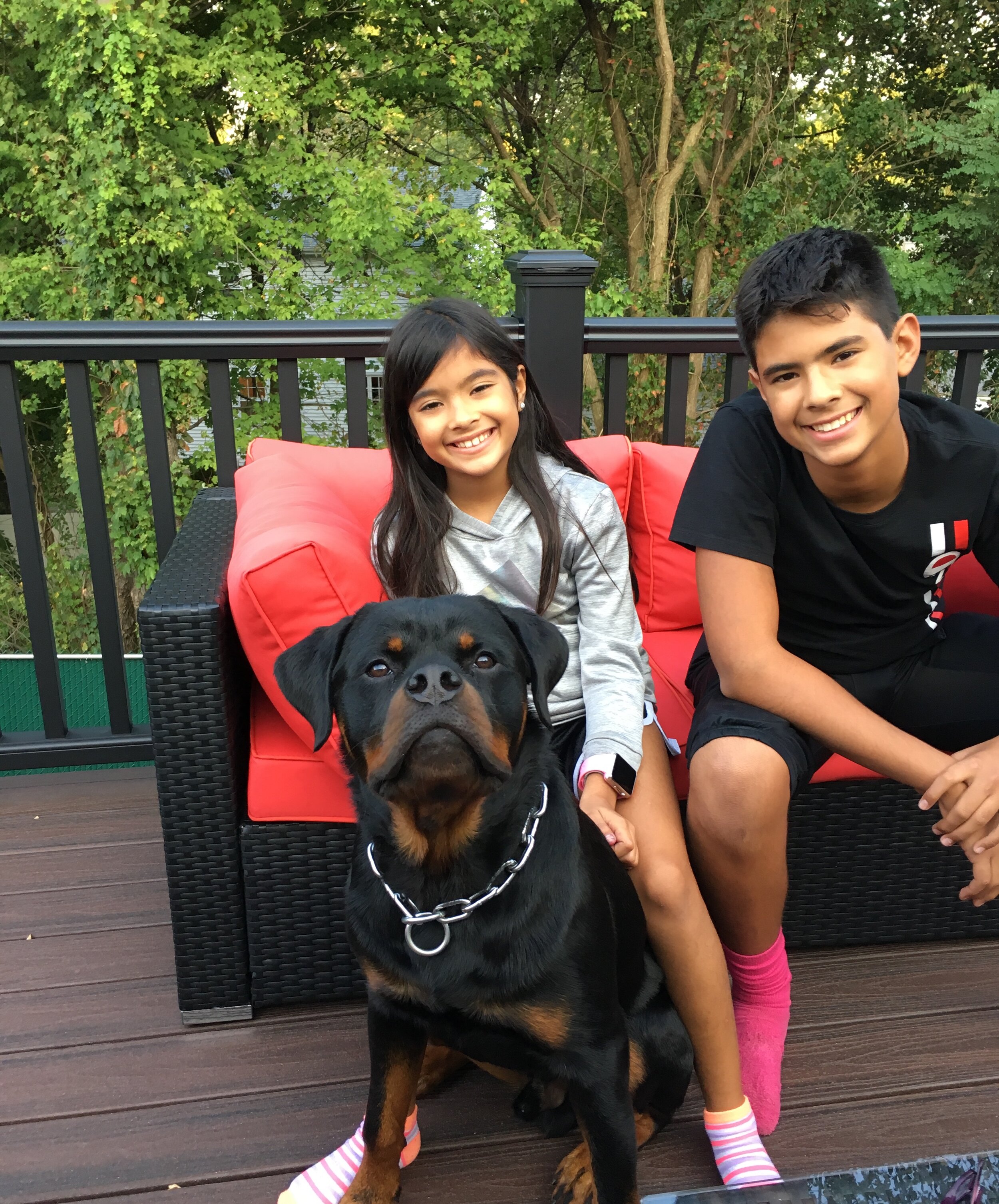 german rottweilers for sale near me