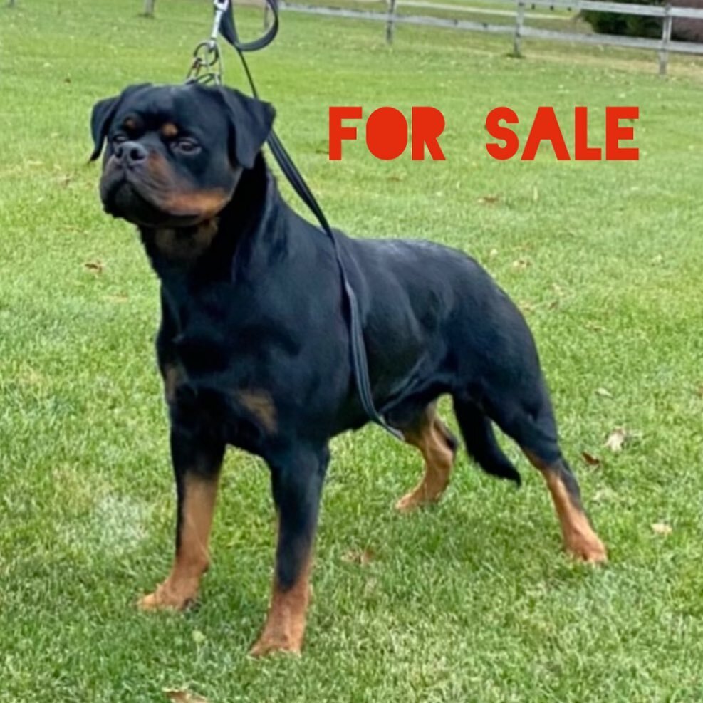 🚨 For Sale - Tony vom Carrabba Haus 🐾 Good for show / Good for family 🐾  Serious inquiries only 🐾 #CarrabbaHaus #Rottweilers #dogsofinstagram