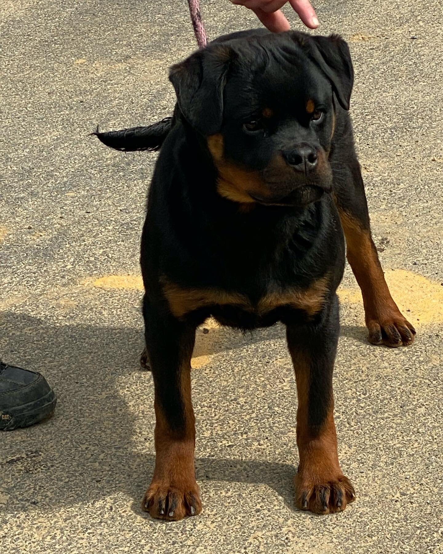 🚨 Male puppy available 🚨 Email- danielle@carrabbahaus.com 🐾 #CarrabbaHaus #Rottweilers