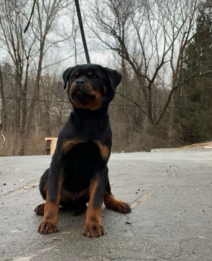 🚨 Male puppy available 🚨 🐾 
Father: Tony vom Carrabba Haus 
Mother: Bella Flash Rouse 
#CarrabbaHaus #rottweilers