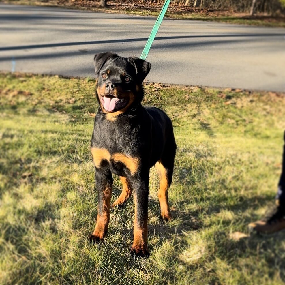 🚨 6 month old male puppy available 🚨 #carrabbahaus #rottweiler #puppies #puppygram