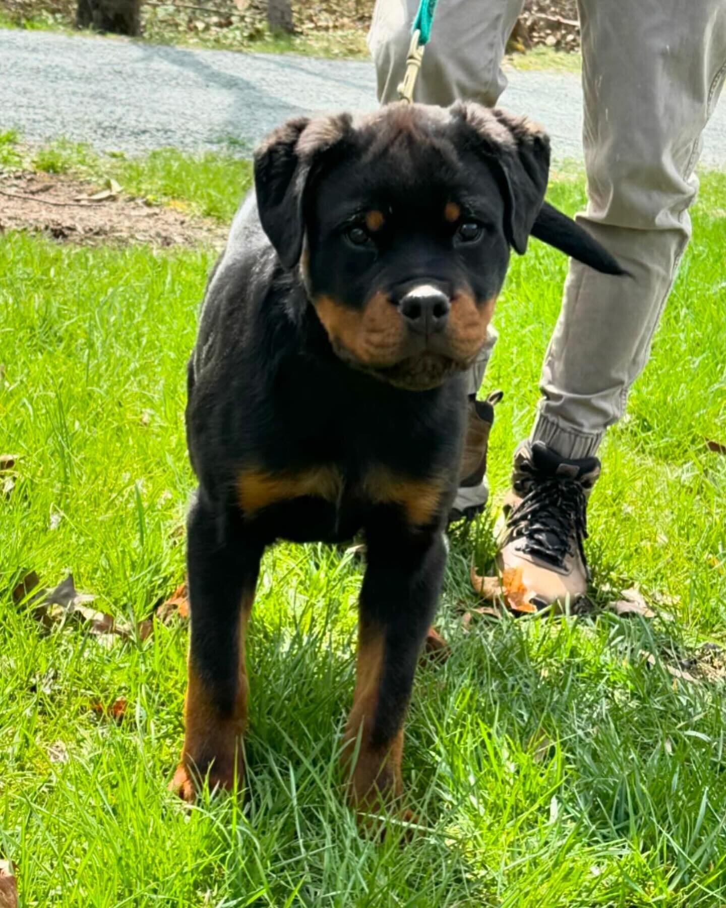 Rouse Rottweilers Carrabba Haus Line - Damsel Flash Rouse — Carrabba Haus Purebred German ...