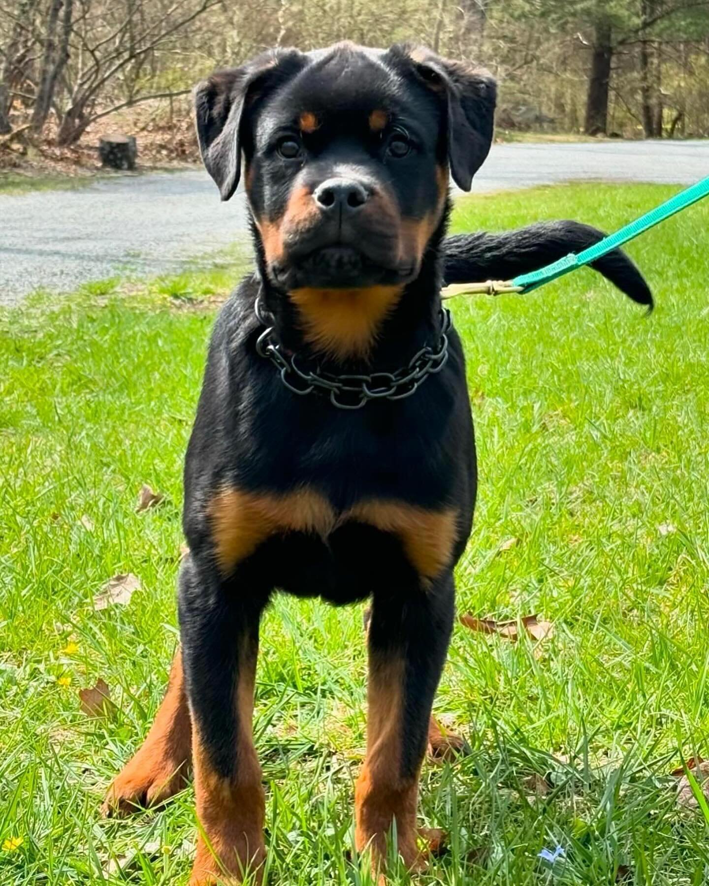 🚨 *Show quality male pups available ASAP* 🐾 Contact  if interested 🐾 #CarrabbaHaus #puppies #rottweilers #dogsofinstagram #rotty #statenisland #newjersey