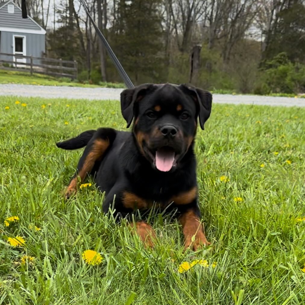 🚨 Male puppy available 🚨 #Contact us if interested 🐾 CarrabbaHaus #rottweilers #puppiesofinstagram #puppygram