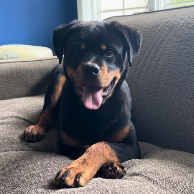 🚨Male Puppy Available🚨 Contact us in interested 🐾#carrabbahaus #rottweiler #puppy #puppygram