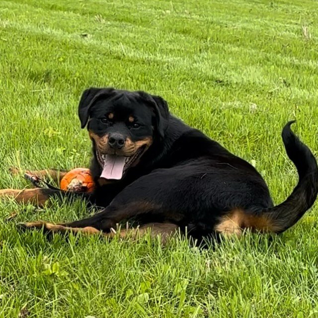 🚨6 month old Male puppy Available 🚨 Contact us if interested 🐾 #carrabbahaus #puppy #rottweiler #dogsofinstagram