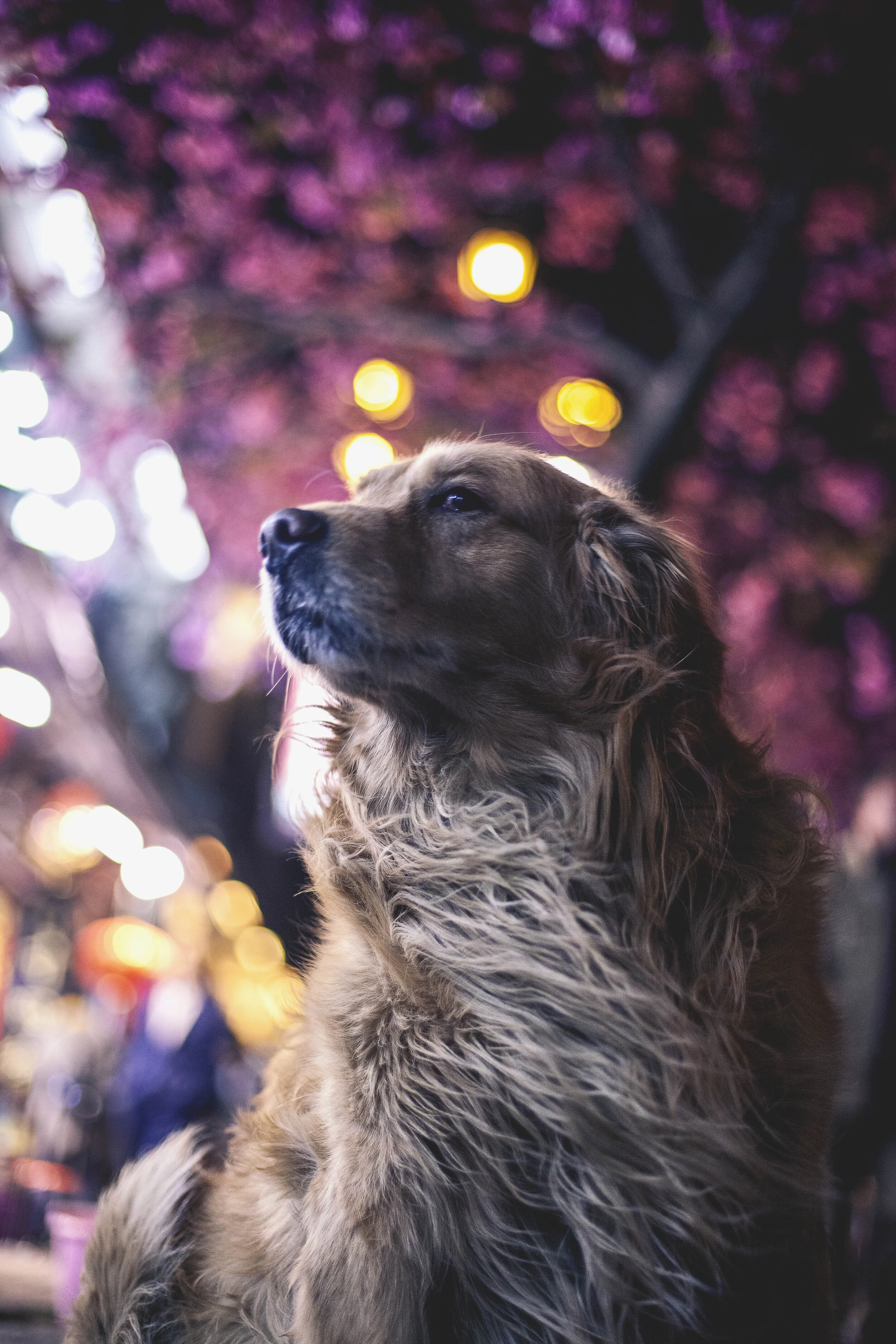 Golden Boi Under a Sakura Tree