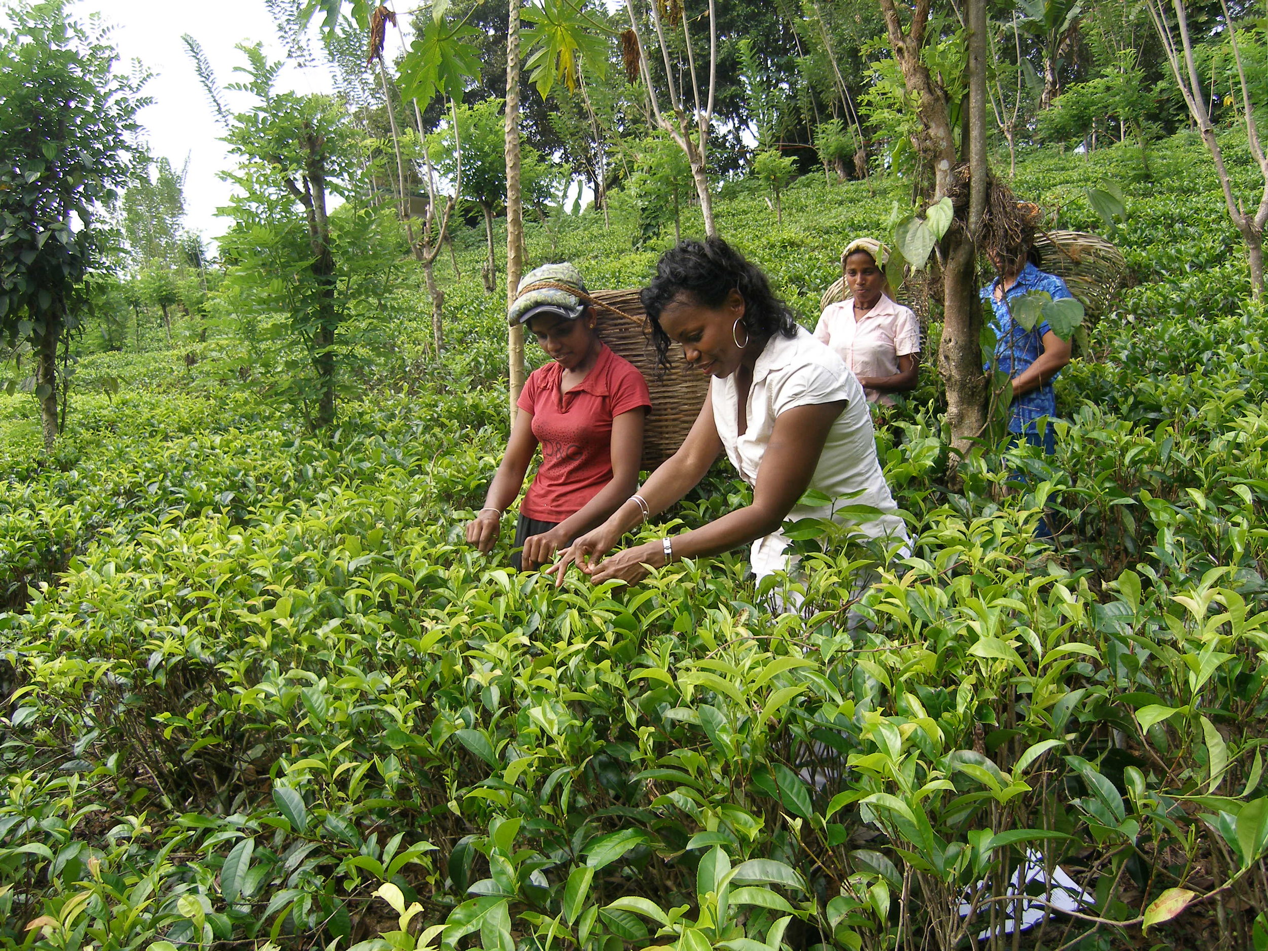 Monaqui and tea workers picking tea.jpg