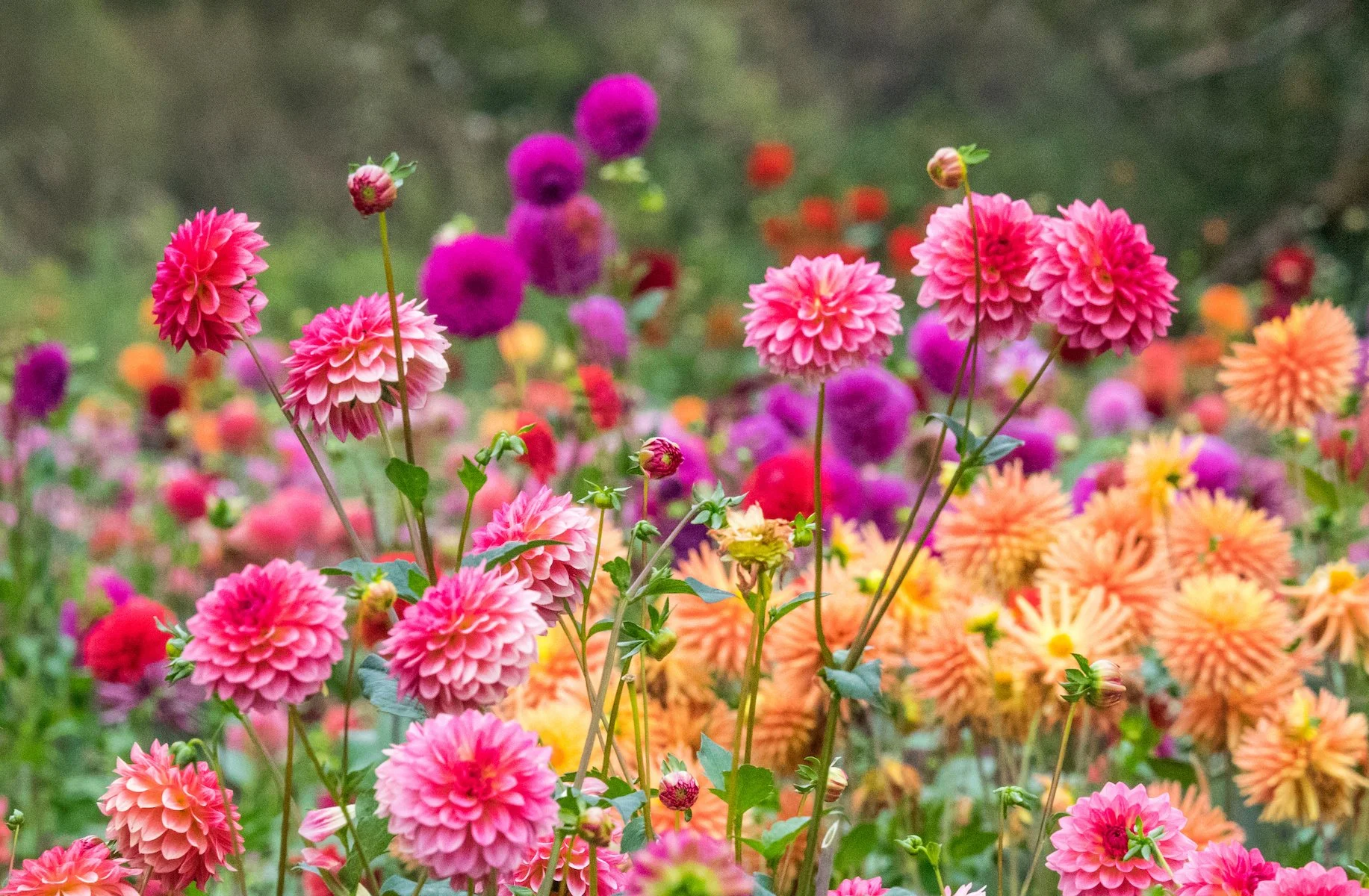 AdobeStock_420626747.jpg