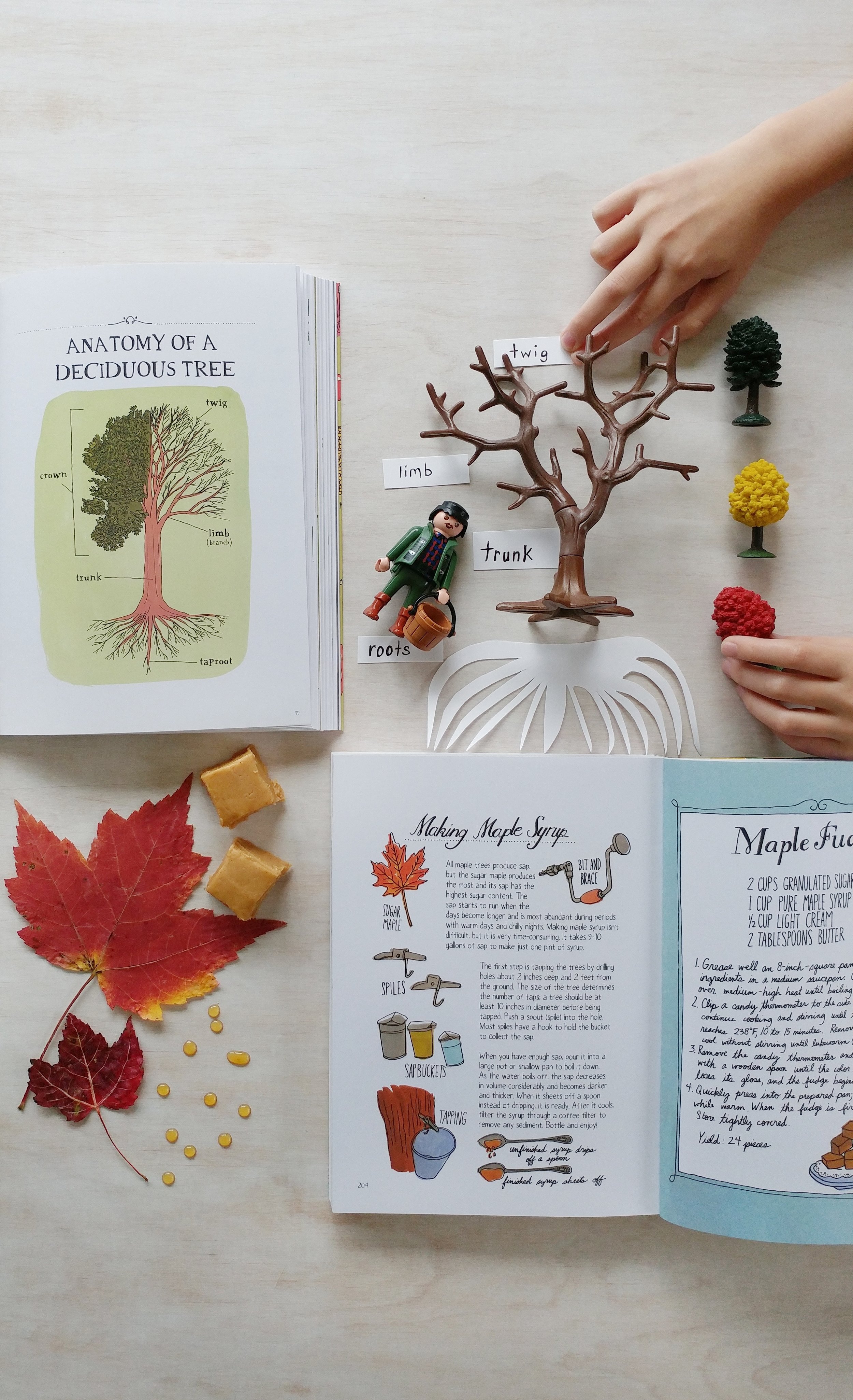 treestudyhomeschool (4).jpeg