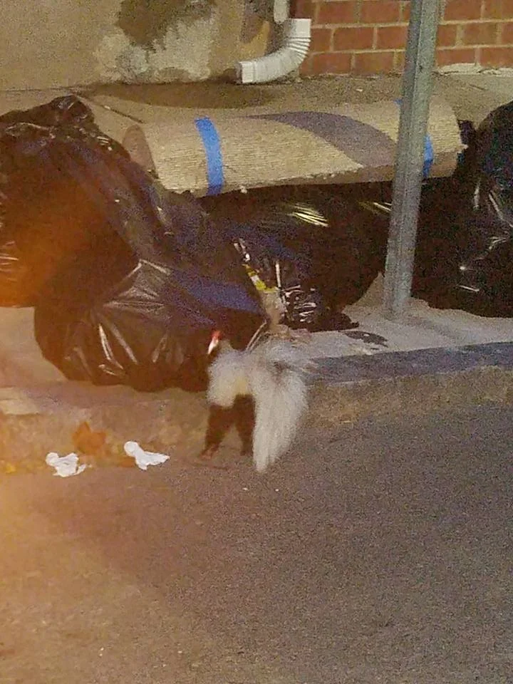skunk.jpg