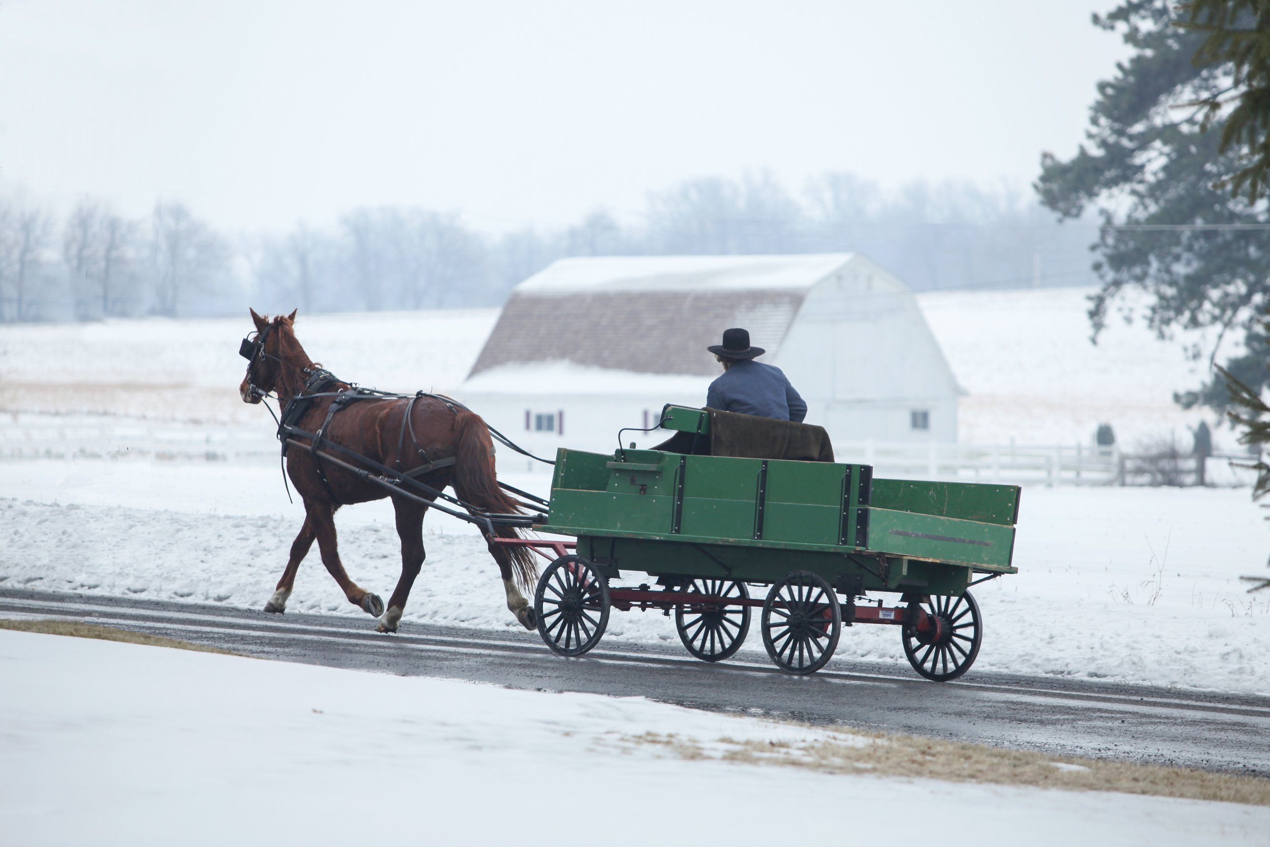 Equine Insurance