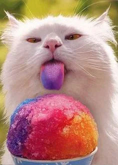cat meme - licking rainbow ice cone.jpg