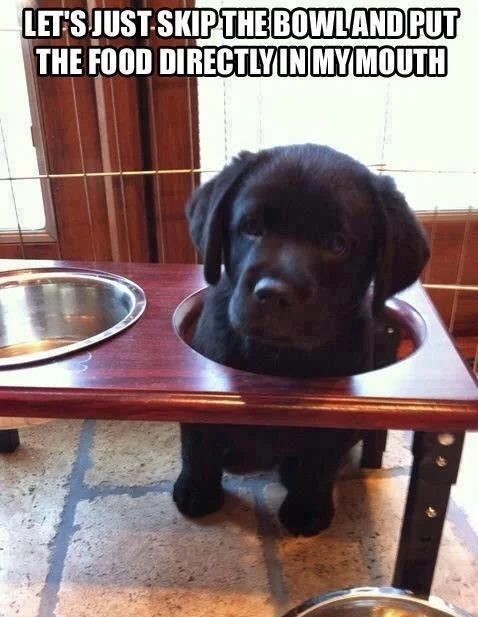 dog meme - lets just skip the bowl and put the food directly in my mouth.jpg