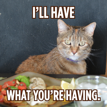 cat meme - i'll have what you're having.png