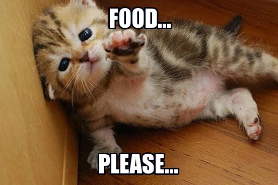 cat meme - food... please....jpg