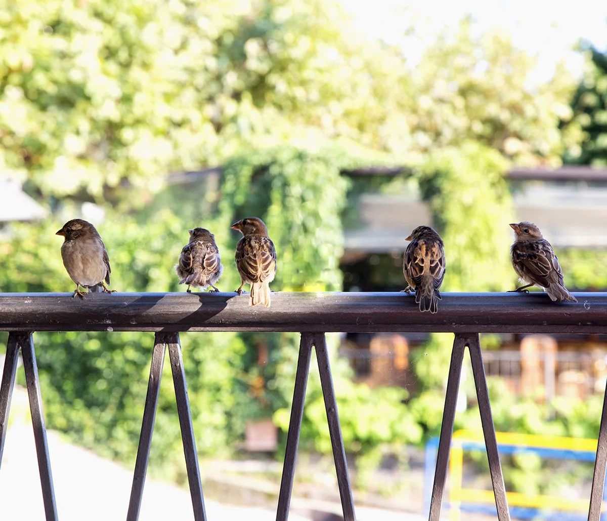 Summertime...and the Living is Renewal — Pinnacle Presbyterian Church