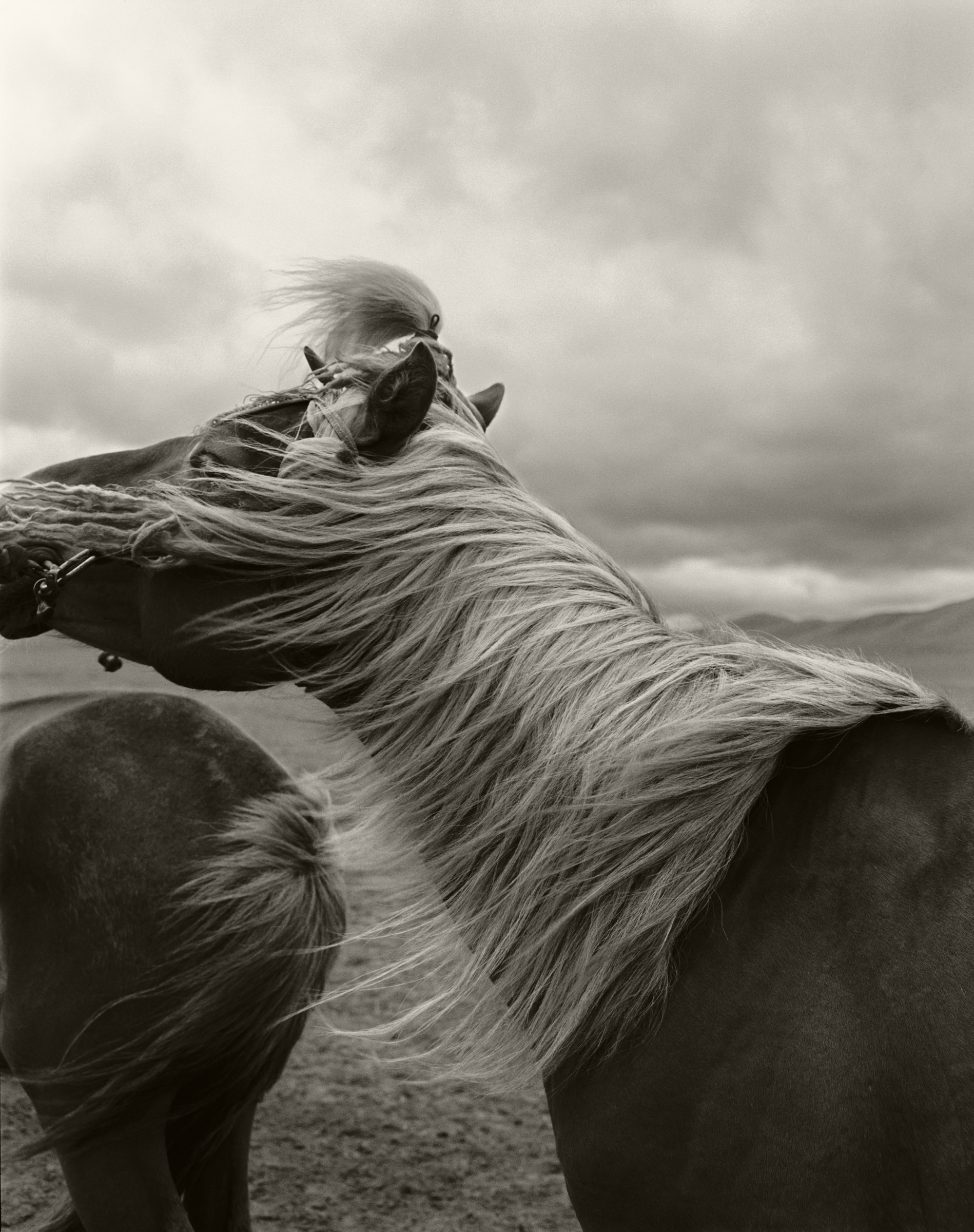 HORSE IN MONGOLIA