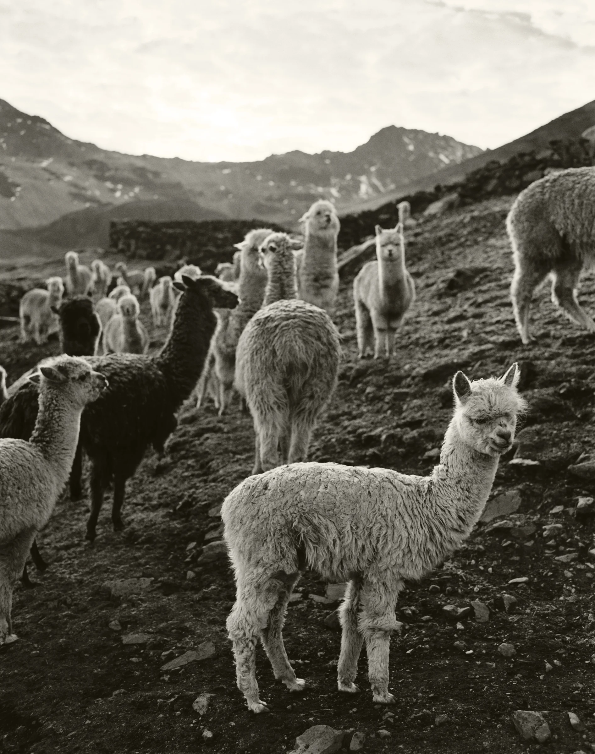 QUERO LLAMAS