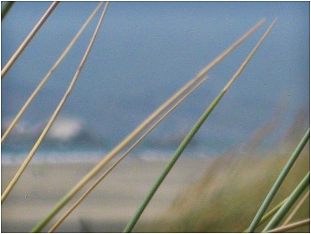 close up of blades of tall grass
