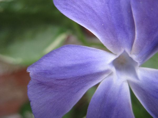 closeup of a purple flower