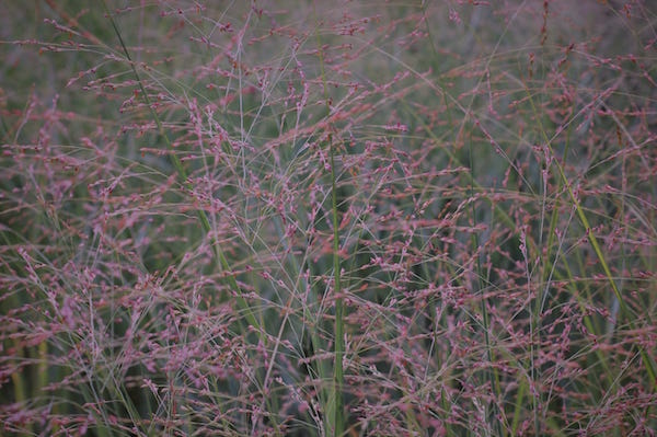 close up of tall grass and brush