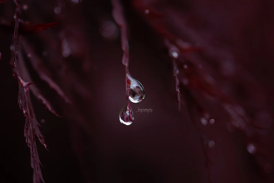 _239 Maple droplet 4 06 14 2017.jpg