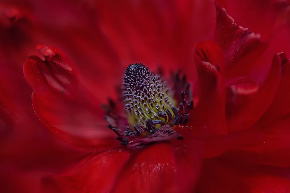 Red Ranunculus _399-07 06.jpg