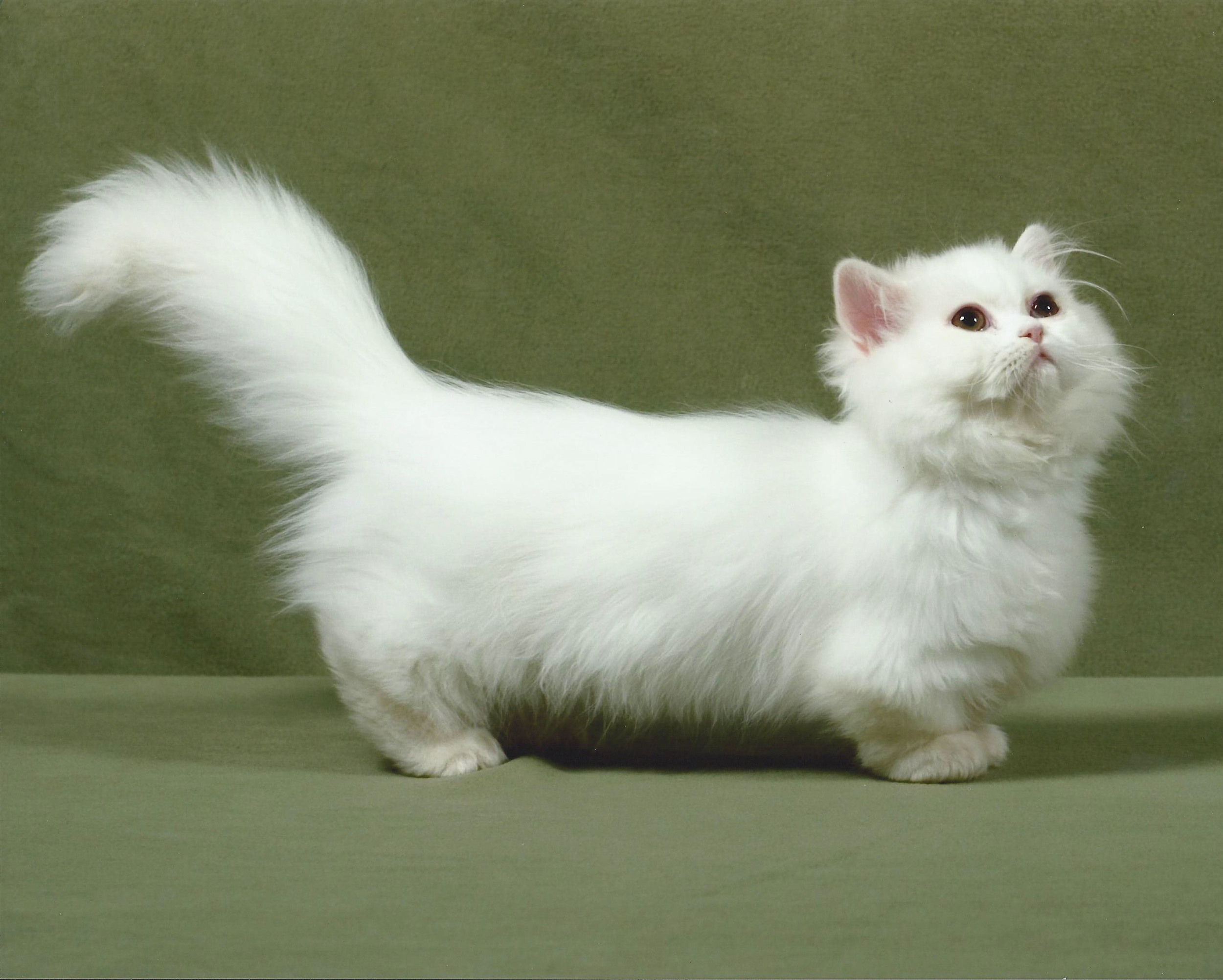 Munchkin Cat