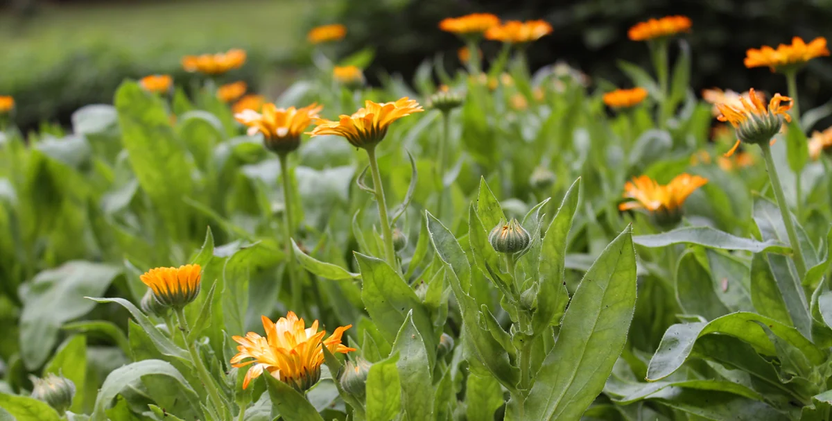 Calendula